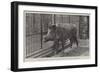 Wild Boar, Removed from Windsor Park and Presented to the Zoological Society by Hm the King-null-Framed Giclee Print