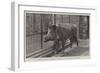 Wild Boar, Removed from Windsor Park and Presented to the Zoological Society by Hm the King-null-Framed Giclee Print