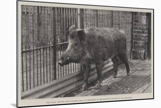 Wild Boar, Removed from Windsor Park and Presented to the Zoological Society by Hm the King-null-Mounted Giclee Print