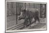 Wild Boar, Removed from Windsor Park and Presented to the Zoological Society by Hm the King-null-Mounted Giclee Print