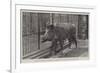 Wild Boar, Removed from Windsor Park and Presented to the Zoological Society by Hm the King-null-Framed Giclee Print