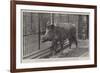 Wild Boar, Removed from Windsor Park and Presented to the Zoological Society by Hm the King-null-Framed Giclee Print