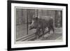 Wild Boar, Removed from Windsor Park and Presented to the Zoological Society by Hm the King-null-Framed Giclee Print