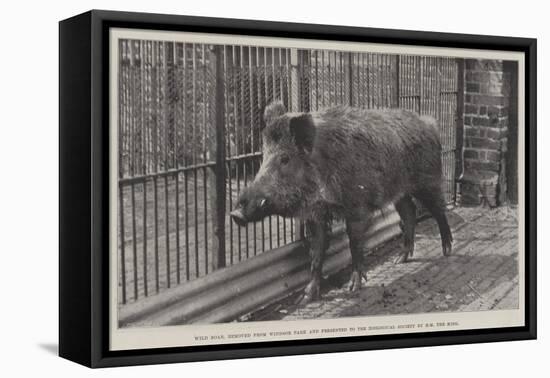 Wild Boar, Removed from Windsor Park and Presented to the Zoological Society by Hm the King-null-Framed Stretched Canvas