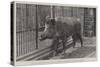 Wild Boar, Removed from Windsor Park and Presented to the Zoological Society by Hm the King-null-Stretched Canvas