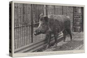 Wild Boar, Removed from Windsor Park and Presented to the Zoological Society by Hm the King-null-Stretched Canvas