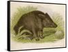 Wild Boar Seated in the Undergrowth-Brittan-Framed Stretched Canvas