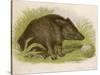 Wild Boar Seated in the Undergrowth-Brittan-Stretched Canvas