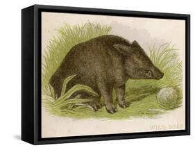 Wild Boar Seated in the Undergrowth-Brittan-Framed Stretched Canvas