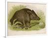 Wild Boar Seated in the Undergrowth-Brittan-Framed Art Print