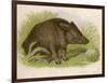 Wild Boar Seated in the Undergrowth-Brittan-Framed Art Print