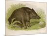 Wild Boar Seated in the Undergrowth-Brittan-Mounted Art Print