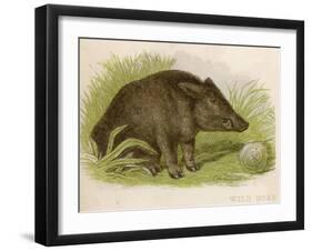 Wild Boar Seated in the Undergrowth-Brittan-Framed Art Print