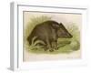 Wild Boar Seated in the Undergrowth-Brittan-Framed Art Print