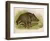 Wild Boar Seated in the Undergrowth-Brittan-Framed Art Print