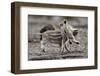 Wild Boar Shoats, Playing-Ronald Wittek-Framed Photographic Print