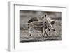 Wild Boar Shoats, Playing-Ronald Wittek-Framed Photographic Print