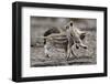 Wild Boar Shoats, Playing-Ronald Wittek-Framed Premium Photographic Print