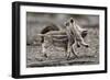 Wild Boar Shoats, Playing-Ronald Wittek-Framed Photographic Print