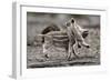 Wild Boar Shoats, Playing-Ronald Wittek-Framed Photographic Print