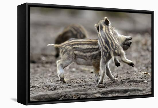 Wild Boar Shoats, Playing-Ronald Wittek-Framed Stretched Canvas