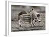 Wild Boar Shoats, Playing-Ronald Wittek-Framed Photographic Print