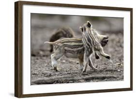 Wild Boar Shoats, Playing-Ronald Wittek-Framed Photographic Print