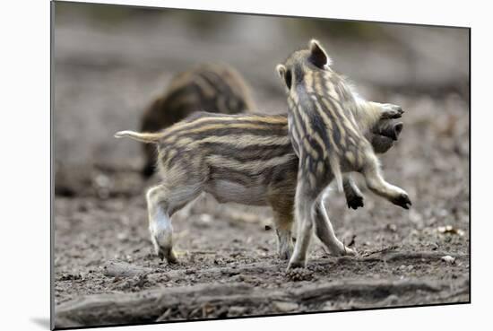 Wild Boar Shoats, Playing-Ronald Wittek-Mounted Photographic Print