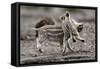 Wild Boar Shoats, Playing-Ronald Wittek-Framed Stretched Canvas