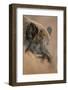 Wild Boar (Sus Scrofa) Alladale Wilderness Reserve, Scotland, March 2009-Cairns-Framed Photographic Print