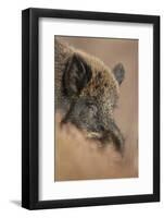 Wild Boar (Sus Scrofa) Alladale Wilderness Reserve, Scotland, March 2009-Cairns-Framed Photographic Print