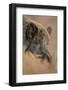 Wild Boar (Sus Scrofa) Alladale Wilderness Reserve, Scotland, March 2009-Cairns-Framed Photographic Print