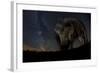 Wild Boar (Sus Scrofa) at Night with the Milky Way in the Background, Gyulaj, Tolna, Hungary-Bence Mate-Framed Photographic Print