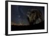 Wild Boar (Sus Scrofa) at Night with the Milky Way in the Background, Gyulaj, Tolna, Hungary-Bence Mate-Framed Photographic Print