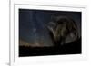 Wild Boar (Sus Scrofa) at Night with the Milky Way in the Background, Gyulaj, Tolna, Hungary-Bence Mate-Framed Photographic Print