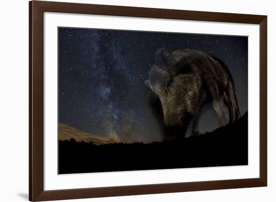 Wild Boar (Sus Scrofa) at Night with the Milky Way in the Background, Gyulaj, Tolna, Hungary-Bence Mate-Framed Photographic Print