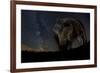 Wild Boar (Sus Scrofa) at Night with the Milky Way in the Background, Gyulaj, Tolna, Hungary-Bence Mate-Framed Photographic Print