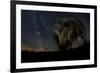 Wild Boar (Sus Scrofa) at Night with the Milky Way in the Background, Gyulaj, Tolna, Hungary-Bence Mate-Framed Photographic Print