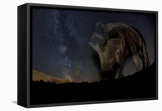 Wild Boar (Sus Scrofa) at Night with the Milky Way in the Background, Gyulaj, Tolna, Hungary-Bence Mate-Framed Stretched Canvas