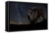 Wild Boar (Sus Scrofa) at Night with the Milky Way in the Background, Gyulaj, Tolna, Hungary-Bence Mate-Framed Stretched Canvas