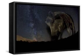 Wild Boar (Sus Scrofa) at Night with the Milky Way in the Background, Gyulaj, Tolna, Hungary-Bence Mate-Framed Stretched Canvas