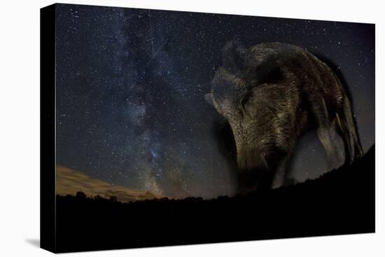 Wild Boar (Sus Scrofa) at Night with the Milky Way in the Background, Gyulaj, Tolna, Hungary-Bence Mate-Stretched Canvas