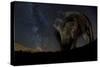 Wild Boar (Sus Scrofa) at Night with the Milky Way in the Background, Gyulaj, Tolna, Hungary-Bence Mate-Stretched Canvas