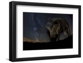 Wild Boar (Sus Scrofa) at Night with the Milky Way in the Background, Gyulaj, Tolna, Hungary-Bence Mate-Framed Premium Photographic Print