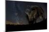 Wild Boar (Sus Scrofa) at Night with the Milky Way in the Background, Gyulaj, Tolna, Hungary-Bence Mate-Mounted Premium Photographic Print