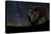 Wild Boar (Sus Scrofa) at Night with the Milky Way in the Background, Gyulaj, Tolna, Hungary-Bence Mate-Stretched Canvas