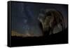 Wild Boar (Sus Scrofa) at Night with the Milky Way in the Background, Gyulaj, Tolna, Hungary-Bence Mate-Framed Stretched Canvas