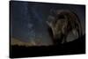 Wild Boar (Sus Scrofa) at Night with the Milky Way in the Background, Gyulaj, Tolna, Hungary-Bence Mate-Stretched Canvas