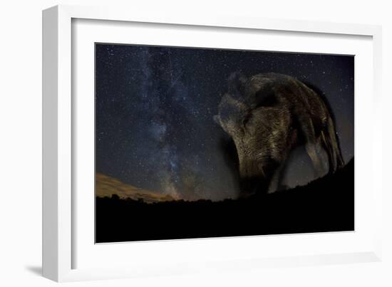 Wild Boar (Sus Scrofa) at Night with the Milky Way in the Background, Gyulaj, Tolna, Hungary-Bence Mate-Framed Photographic Print