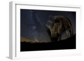 Wild Boar (Sus Scrofa) at Night with the Milky Way in the Background, Gyulaj, Tolna, Hungary-Bence Mate-Framed Photographic Print